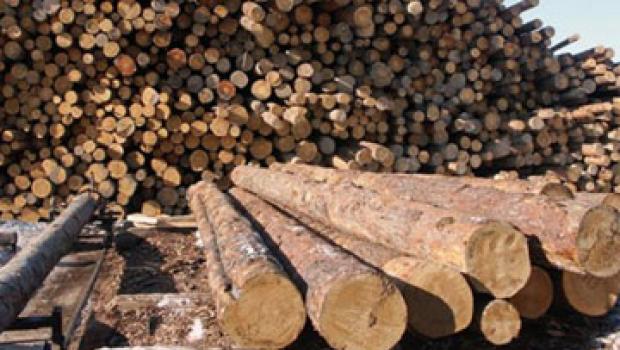 Astillas de madera Quema de combustible: análisis de astillas de madera para determinar su poder calorífico, dónde hacerlo